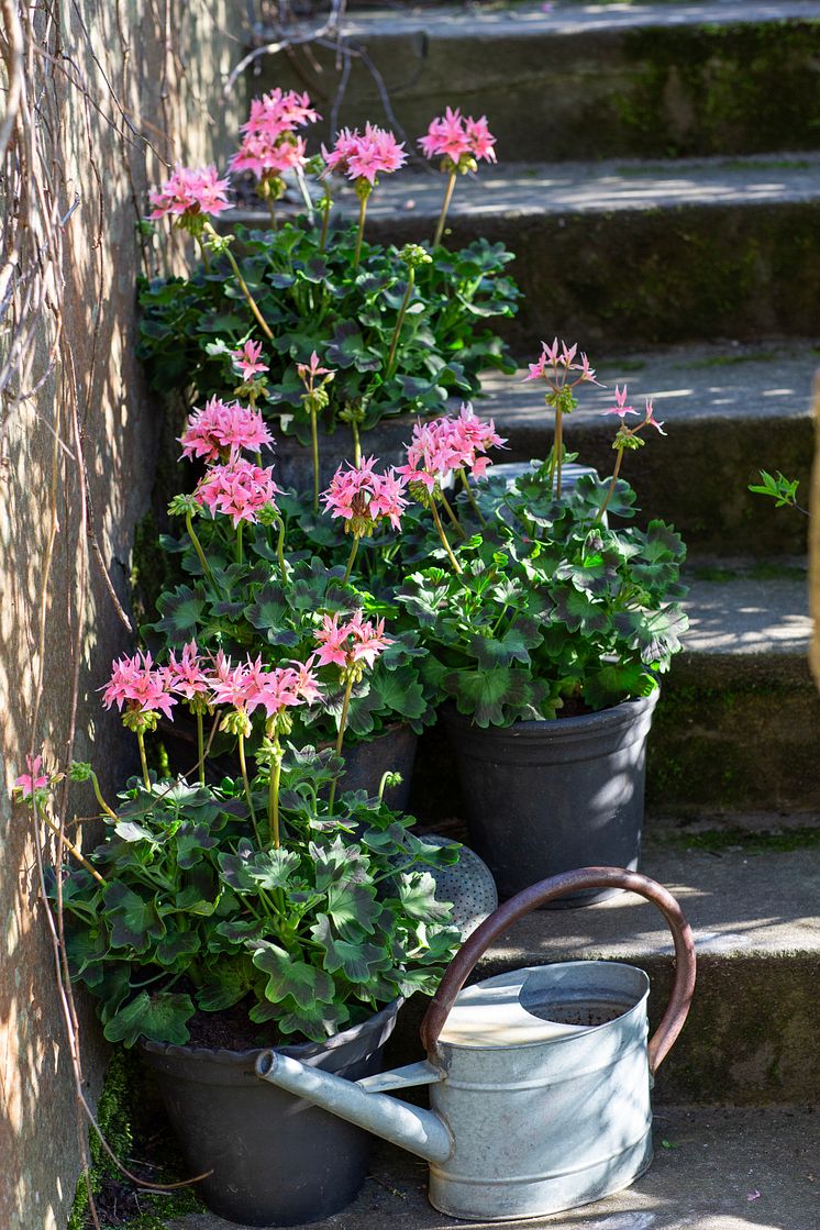 Årets Pelargon 2025 17 Pelargonium Summer Twist Rose foto annikasnaturligating.jpg