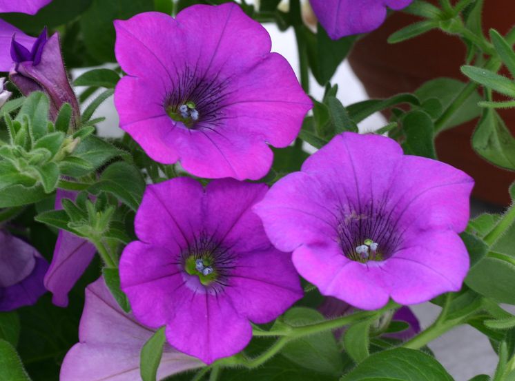 Surfinia® Repens Mauve