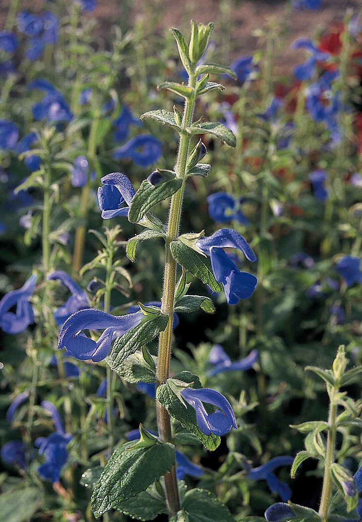Blåsalvia Salvia patens