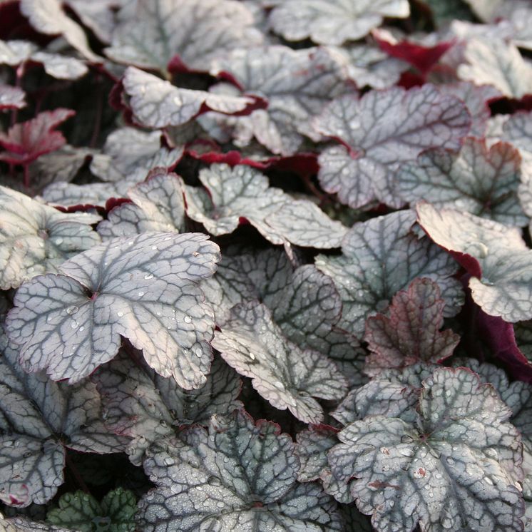 Alunrot - Heuchera 'Silver Scrolls'