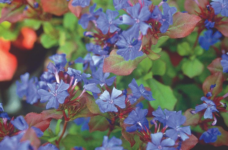 Blåblomma – Ceratostigma plumbaginoides