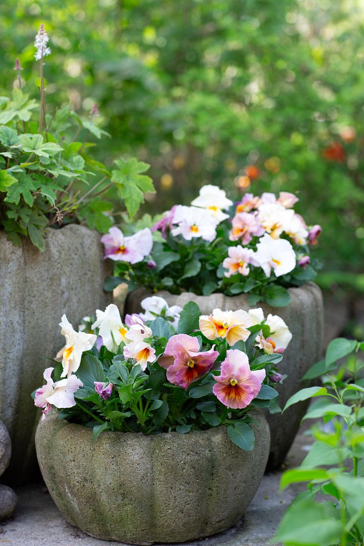 Viola wittrockiana Fancy Peach Shades foto annikasnaturligating (6).jpg