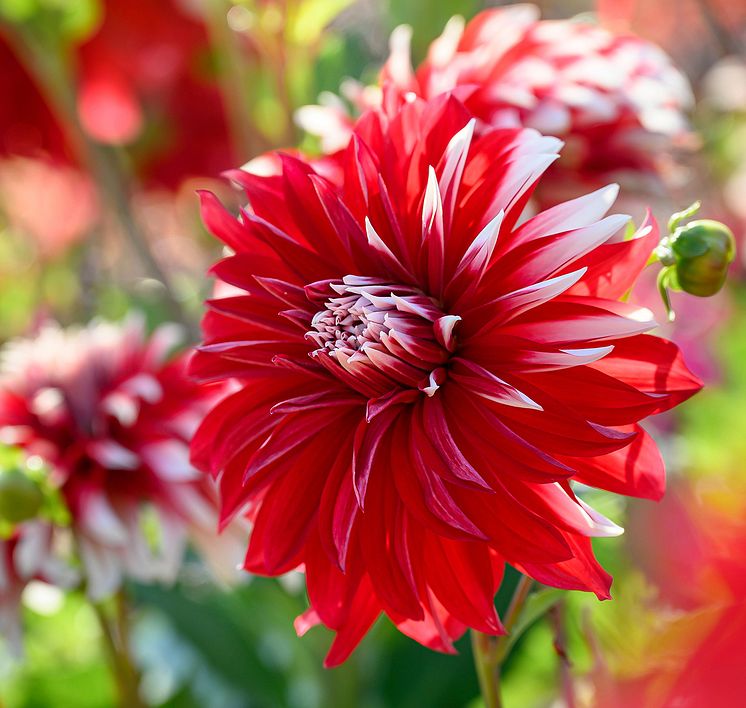 Dahlia Davos.jpg