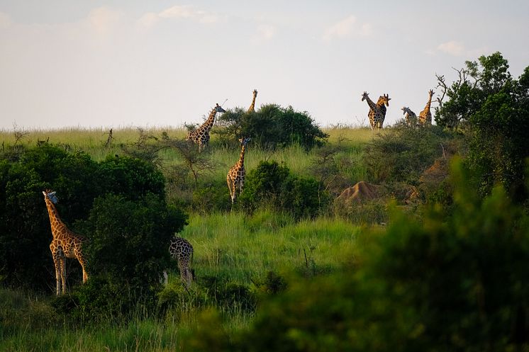 grassy-field-with-trees-giraffes-walking-around-with-light-blue-sky-background.jpg