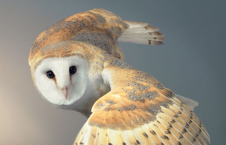 Birds_Barn Owl - 2000px.jpg