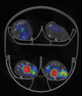 PET CT-bild av möss (transversal vy) med tumörupptag av Fluor-18.png