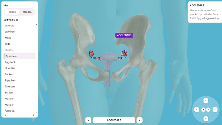 Visual Vulva äggledare.png