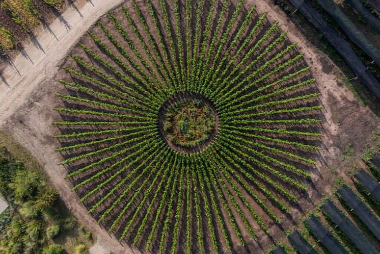 Viña Don Melchor Sundial Vineyard.webp