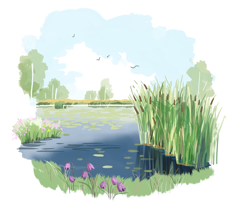 våtmark närbild natur illustration 3 växter.png