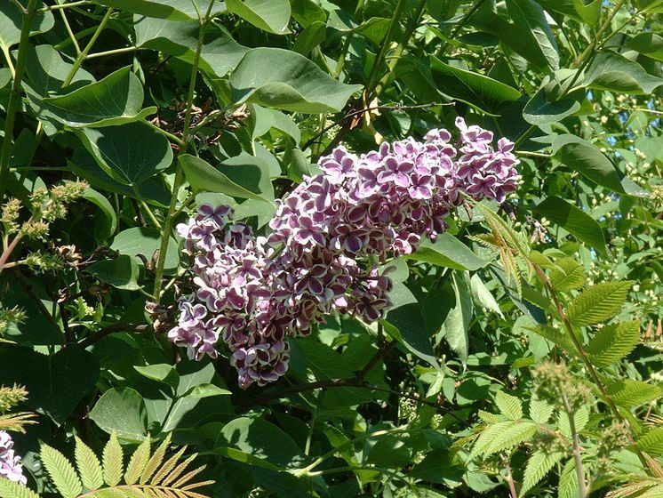 Syren Syringa vulgaris 'Sensation'