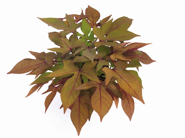 Ipomoea batatas Sweet Caroline Bronze