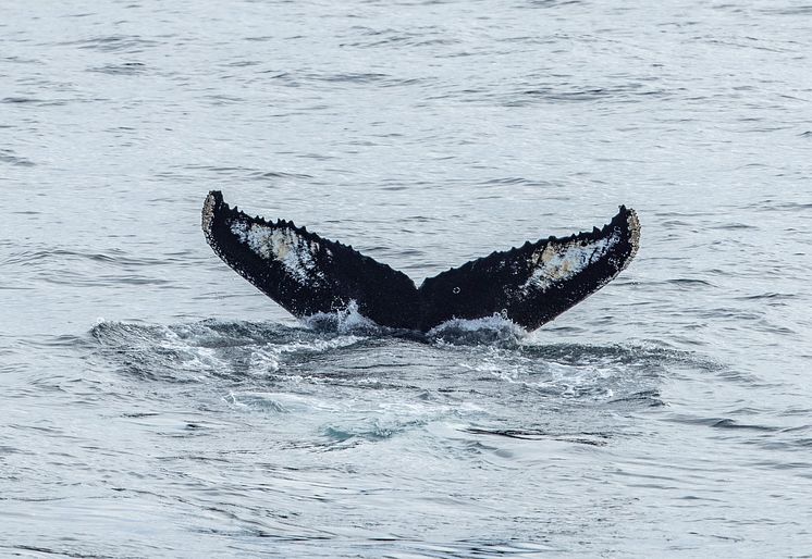 Humpback1_PrinceChristianSound_260824_JohnBentham.jpg