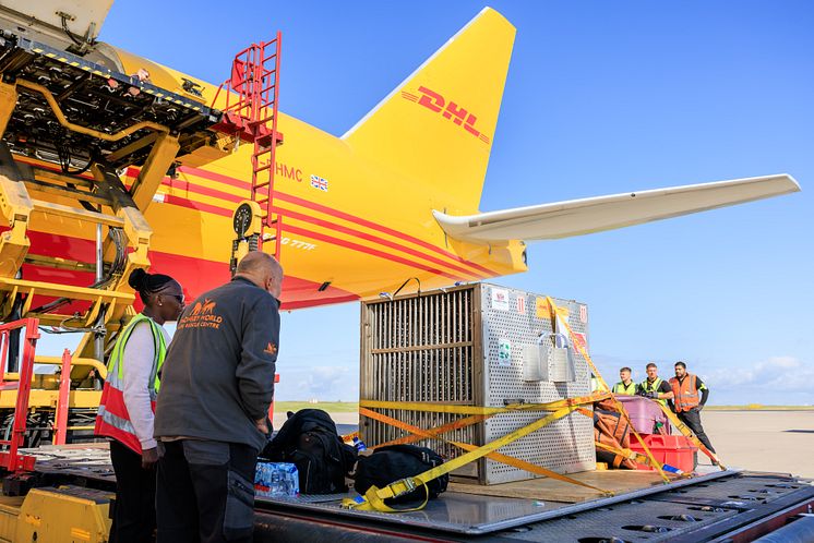 Chocolat leaving the DHL aircraft at EMA, accompanied by her animal attendants, Monicah and Jeremy.jpg
