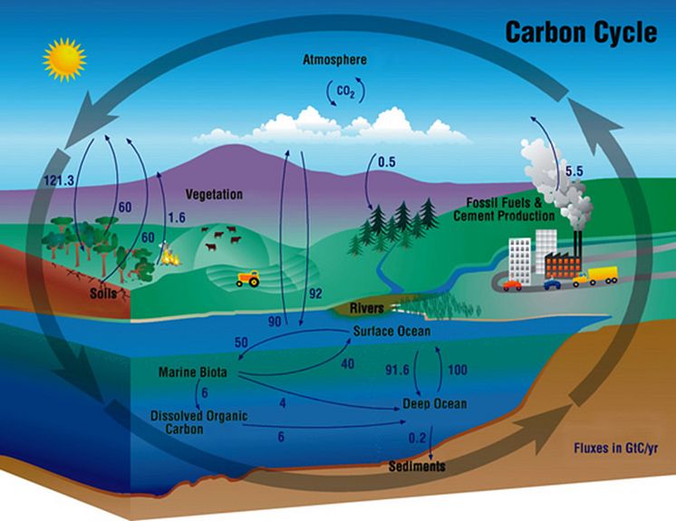 Carbon cycle.jpg