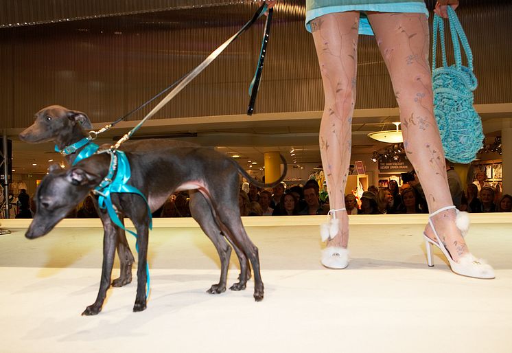 Dogs On Catwalk - NK Göteborg