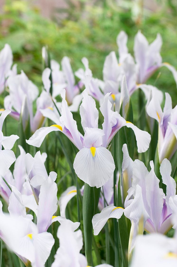 Holländsk iris 'Carmen'.jpg