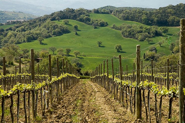 Gianni Brunelli vineyard.jpg
