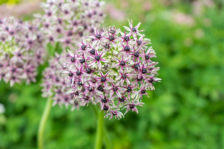 Allium 'Starlight' .jpg