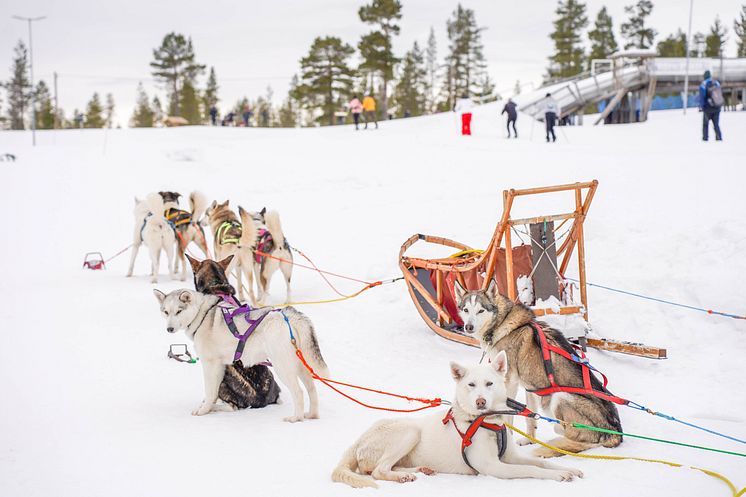 DogSleddingIdreFjall.jpg