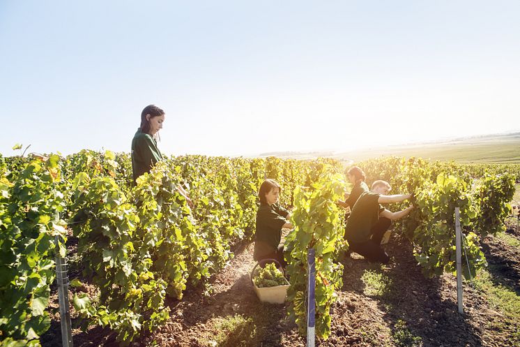 Perrier Jouet vineyard Summer (1).jpg