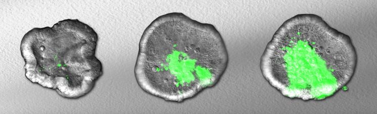 Organoid