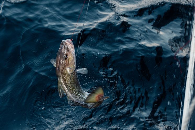 Skrei cod.jpg