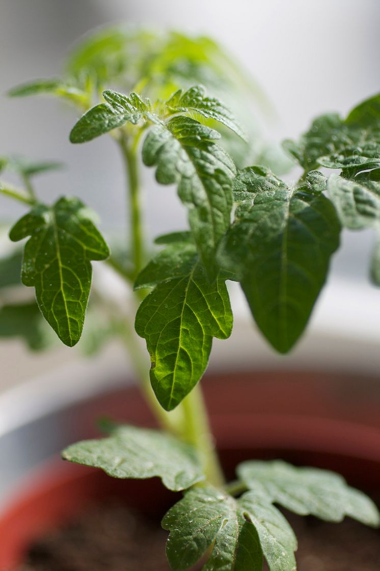 Tomatplanta på fönsterbrädan  i vårsolen