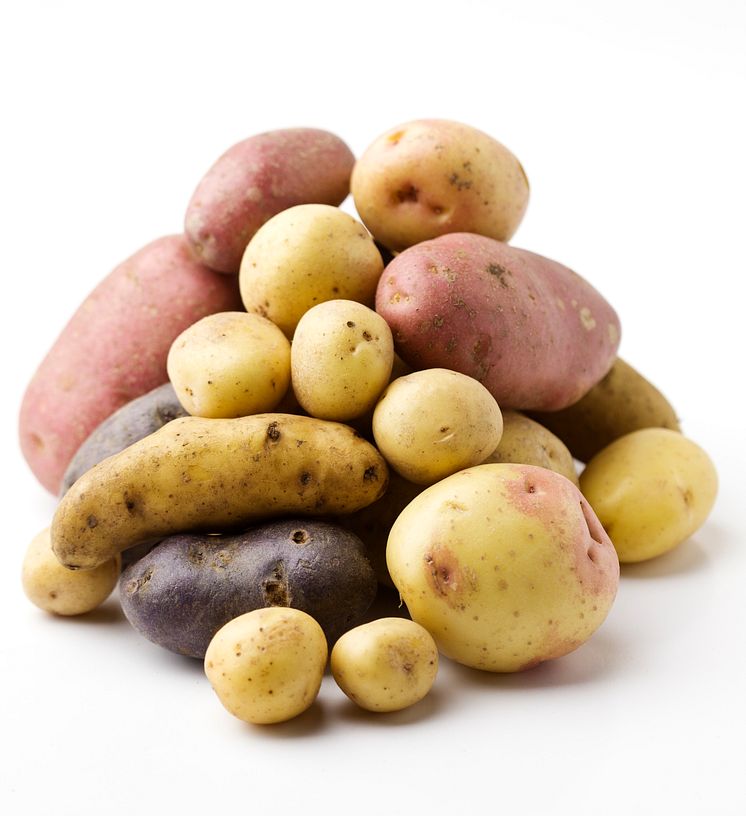 Nyskördad potatis av olika sorter