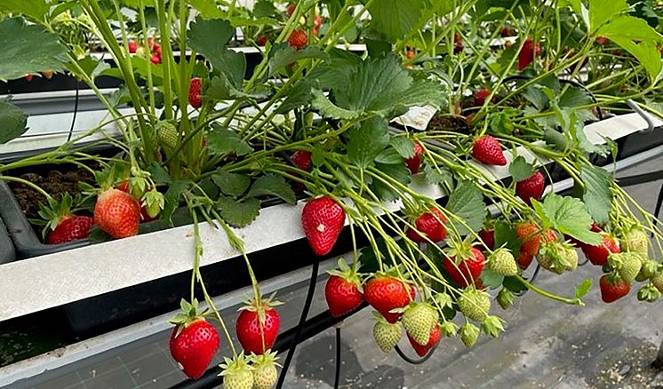 jordgubbar-i-svampkompost-ik-960.jpg