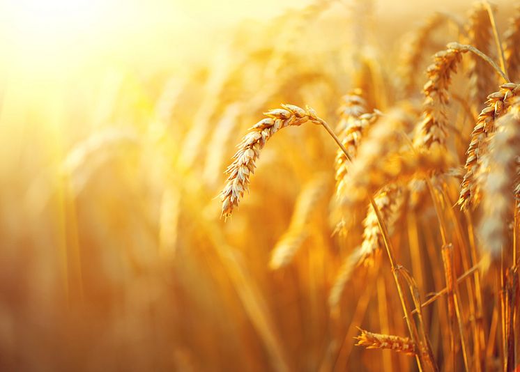 Wheat field. ears of golden wheat closeup. rural scenery under shining sunlight_10032 x 7176 px.jpg