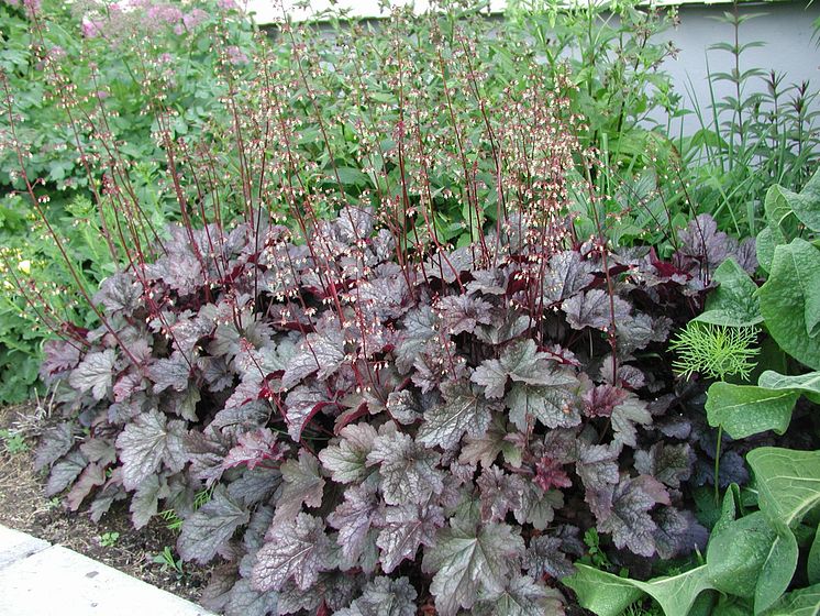 Alunrot - Heuchera 'Plum Pudding'