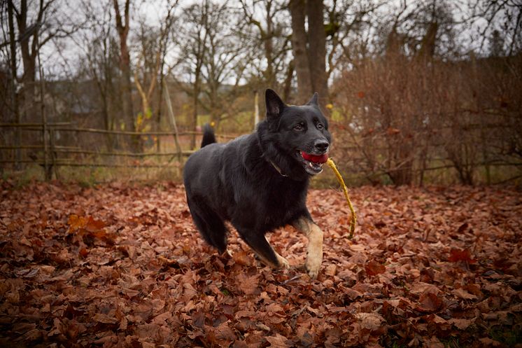 Årets Bragdhund 2024 Spårmarkens Otiz Fotograf Tord Saxin -5.jpg