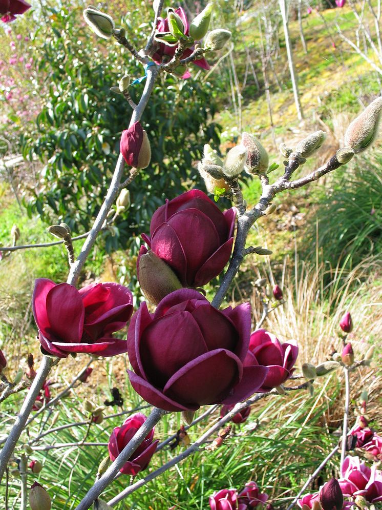 Magnolia 'Genie'