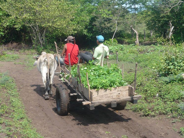 Trädplanteringsprojekt i Nicaragua