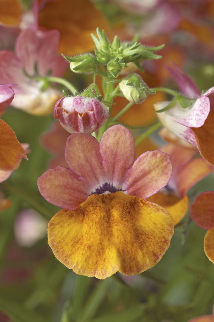 Nemesia hybrida Magma Flame Orange Pink