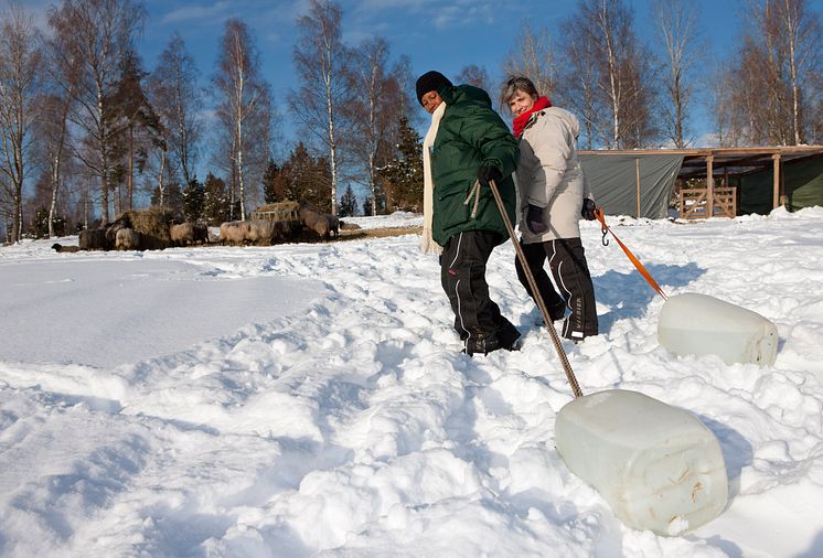 Vattning av får