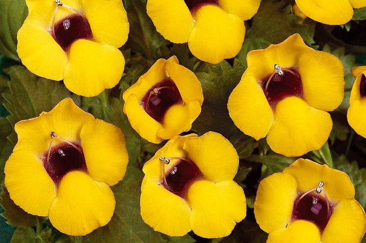 Torenia Golden moon