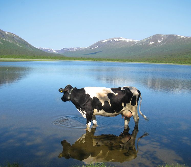 Ko i Matsdal, Västerbotten