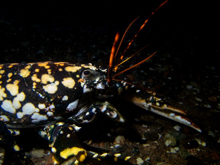 Calicohummer går i plattfisken 6 © Martin Stjernstedt Havets Hus.jpg