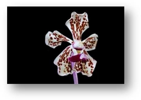 Internationell orkidéutställning på Sofiero 20-22 maj
