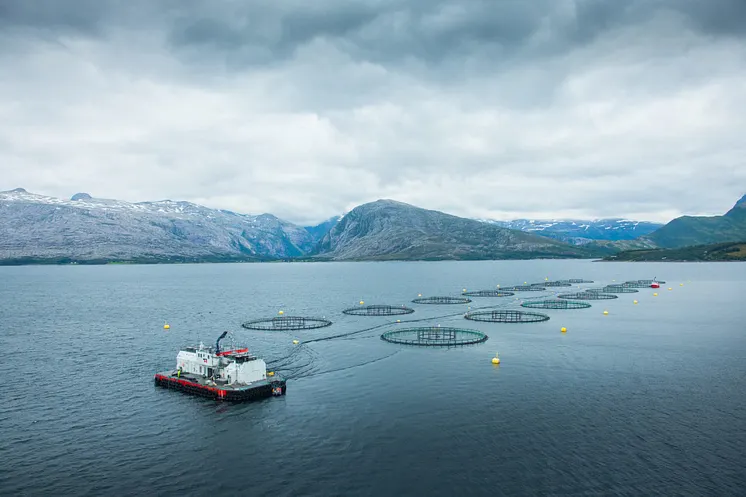 Nova Sea lokalitet Buktodden NØ (Foto: Nova Sea)