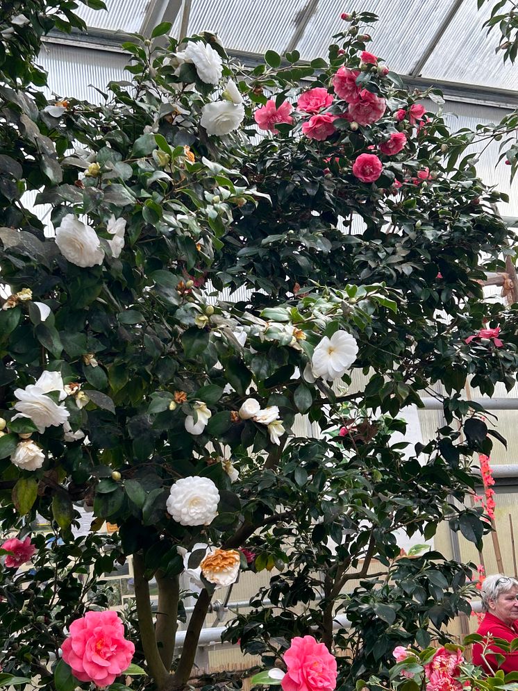 Kamelienblüten in Roßwein