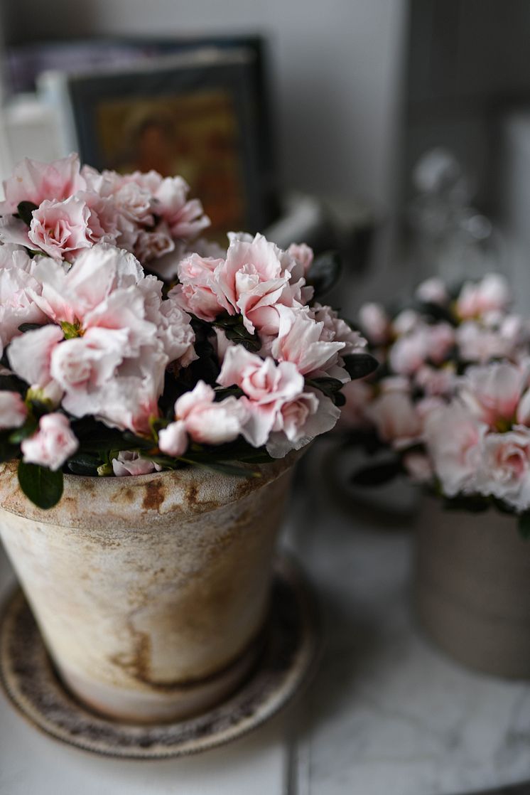 Azalea_vår_2025