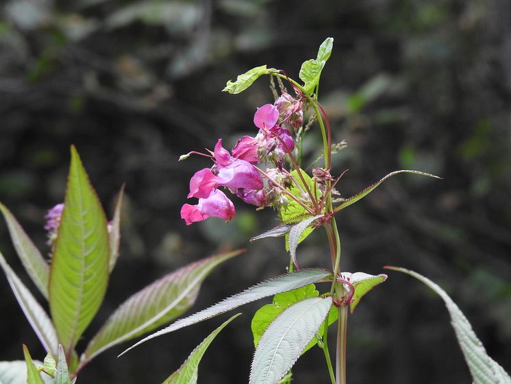 Jättebalsamin_blomma.JPG