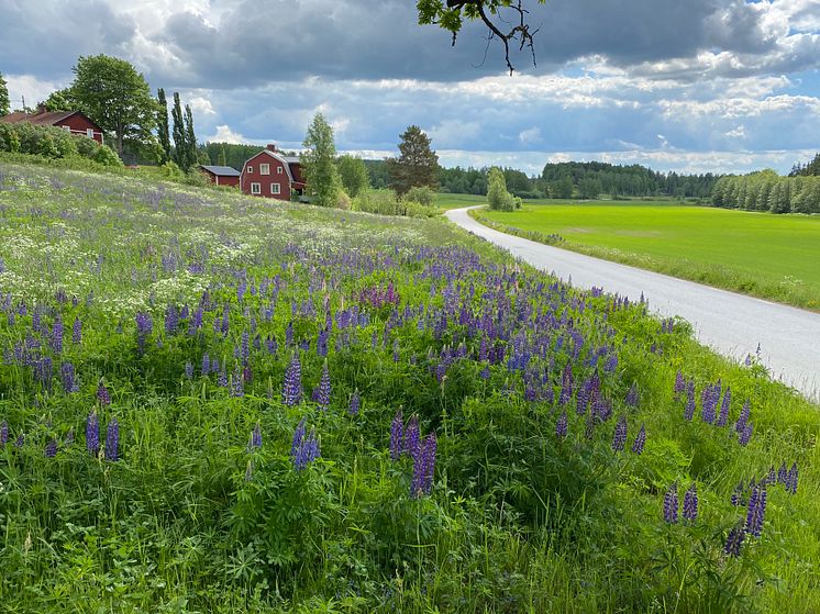 Blomsterlupin_spridning till gammal vall.jpg