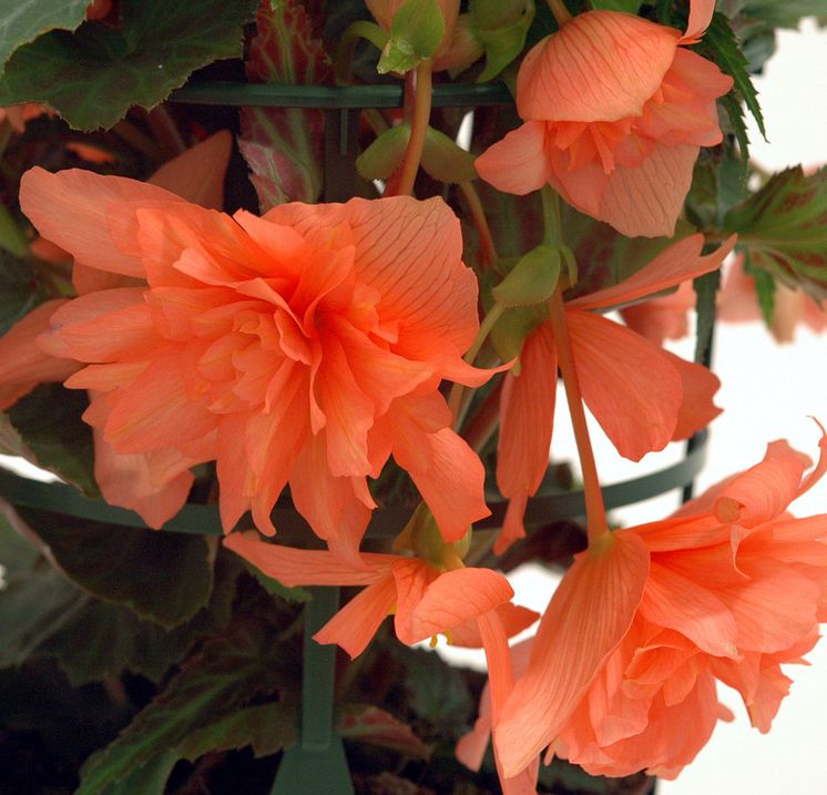 Orange hängbegonia 'Gubben & Gumman'