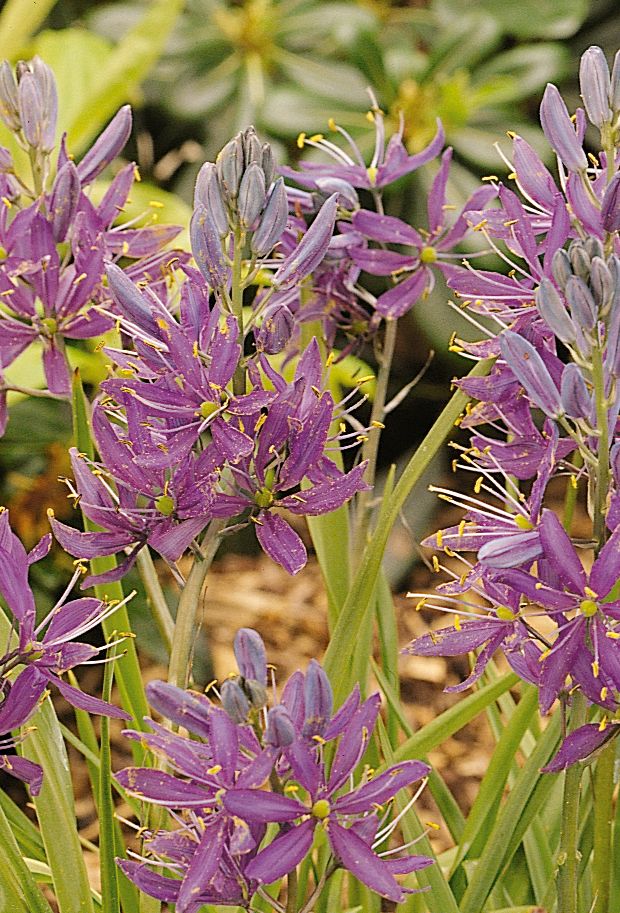 Ätlig stjärnhyacint, Camassia quamash ’Blue Melody’