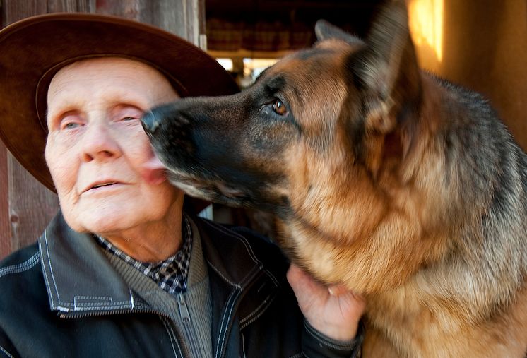 Schäfern Bibban är Årets Bragdhund