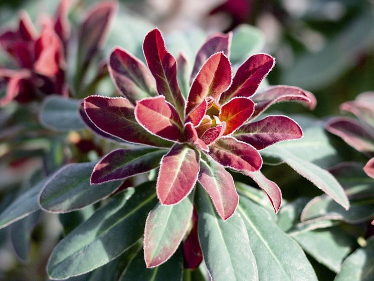 Euphorbia hybrid ’Efanthia’