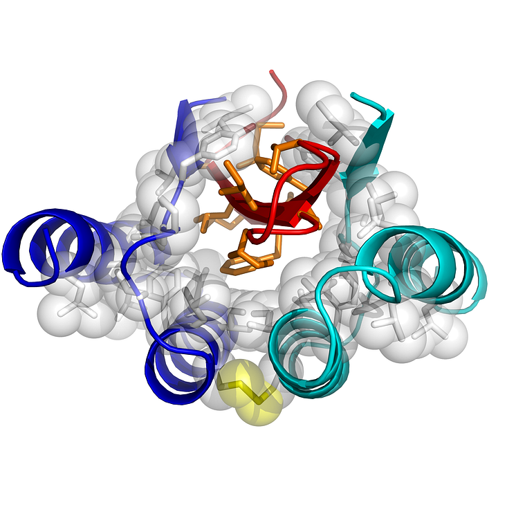 Tredimensionell struktur av Aß-peptiden 